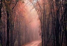 养生良方石斛田七花旗参汤，护眼缓解疲劳新选择